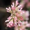 Viorne D'hiver - Viburnum Bodnantense Charles Lamont. -Jardin Viburnum bodnantense Charles Lamont 84373 1