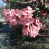 Viorne D'hiver - Viburnum Farreri (fragrans) -Jardin Viburnum farreri fragrans 84376 1