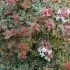 Abelia Grandiflora Tricolor Charm -Jardin abelia grandiflora tricolor charm 15366 1