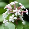 Abelia Mosanensis Monia - Abélia Parfumé -Jardin abelia mosanensis monia 83903 3