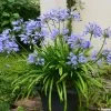 Agapanthe Pitchoune Blue 1 Agapanthe Pitchoune Blue -Jardin agapanthus pitchoune blue 0524 1