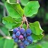 Amelanchier Alnifolia Saskatoon Berry 1 Amelanchier Alnifolia Saskatoon Berry -Jardin amelanchier alnifolia saskatoon berry 85479 1