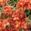Azalée De Chine Fire Ball - Rhododendron Hybride Orange Vif -Jardin azalee fireball 781686 1