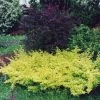 Berberis Thunbergii Golden Carpet - Epine-vinette -Jardin berberis thunbergii golden carpet 83960 2