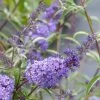 Buddleia Davidii Nanho Blue - Arbre Aux Papillons Nain -Jardin buddleia davidii nanho blue 80060 2