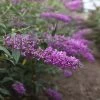 Buddleja Davidii Argus Velvet -Jardin buddleja davidii argus velvet 86142 3