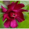 Calycanthus Raulstonii Hartlage Wine - Arbre Aux Anémones -Jardin calycanthus raulstonii hartlage wine 95850 4