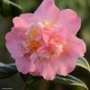 Camélia Paddy's Perfumed - Camellia Japonica -Jardin camelia paddy s perfumed 83533 1