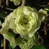Cognassier Du Japon Kinshiden - Chaenomeles Speciosa -Jardin chaenomeles speciosa kinshiden 7580 1