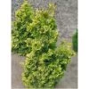 Chamaecyparis Obtusa Rashahiba - Faux Cyprès Hinoki Du Japon -Jardin chamaecyparis obtusa rashahiba 1002462 1