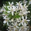 Choisya White Dazzler - Oranger Du Mexique Nain 2 Choisya White Dazzler - Oranger Du Mexique Nain -Jardin choisya ternata white dazzler 781509 1