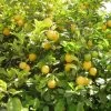 Citronnier Des 4 Saisons - Citrus Limon -Jardin citronnier 4 saisons1