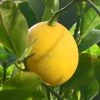 Citronnier Meyer - Citrus X Meyeri -Jardin citronnier meyer ld 80026 1