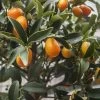 Citrus Kucle - Kumquatine -Jardin citrus kucle 87029 2