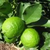 Grand Citron Vert - Citrus Latifolia -Jardin citrus latifolia 16217 1