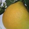 Citronnier - Citrus Limon Adamo -Jardin citrus limon adamo 87036 1