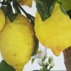 Citronnier - Citrus Limon Femminello Incappucciato -Jardin citrus limon femminello incappucciato 87031 1