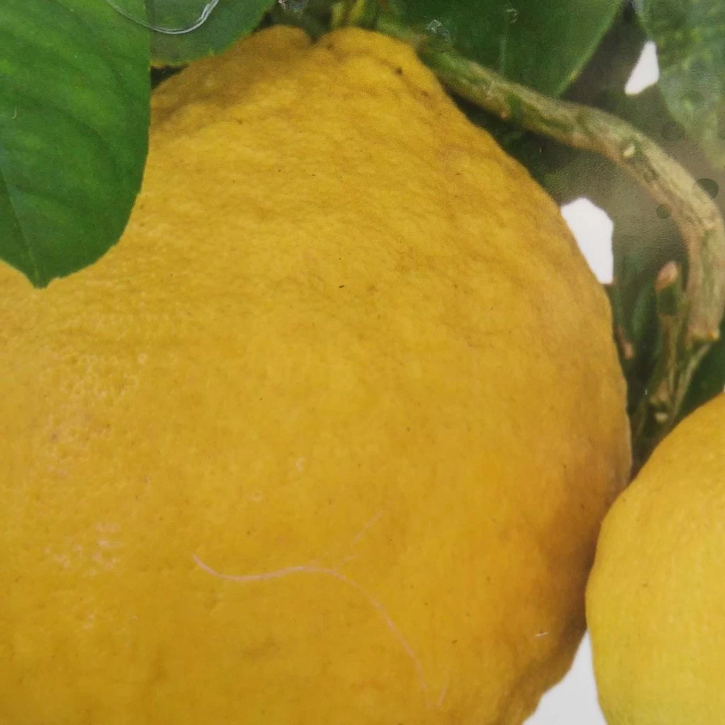 Citrus Lipo - Citrus Limon X Citrus Paradisi 3 Citrus Lipo - Citrus Limon X Citrus Paradisi