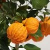 Oranger Corrugata - Citrus Sinensis X Aurantium -Jardin citrus sinensis x aurantium 87044 4