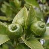 Citron Vert - Citrus Aurantifolia Mexicana -Jardin citrus aurantiifolia