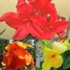 Collection De 3 Cannas 2 Collection De 3 Cannas -Jardin collection cannas 51353 1