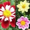 Collection Dahlias Collerette 1 Collection Dahlias Collerette -Jardin collection dahlia colerettes 31450 1