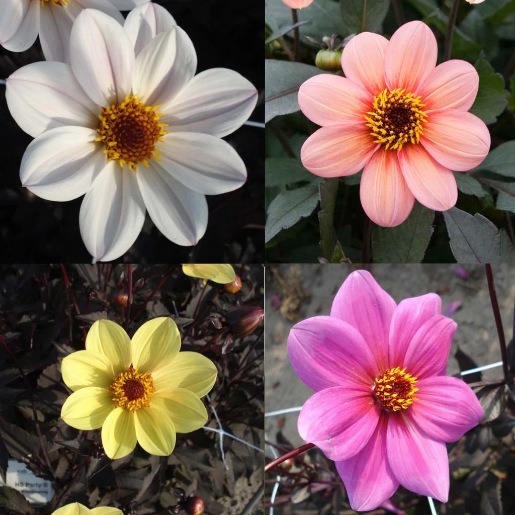 Collection Dahlias Happy Single 3 Collection Dahlias Happy Single