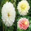 Collection Dahlias Fubuki -Jardin collection dahlias fubiki 31427 1