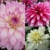 Collection Dahlias Nains Gallery 1 Collection Dahlias Nains Gallery -Jardin collection dahlias gallery 3911 1