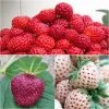 Collection De 3 Fraisiers Framberry, Cherry Berry, Pineberry -Jardin collection de 3 fraisiers framberry cherryberry pineberry 86128 1