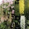 Collection Eremurus -Jardin collection eremurus 53574 1