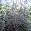 Corokia Cotoneaster 1 Corokia Cotoneaster -Jardin corokia cotoneaster 7804 1