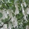 Arbre Aux Mouchoirs - Davidia Involucrata Sonoma -Jardin davidia involucrata sonoma 84230 2