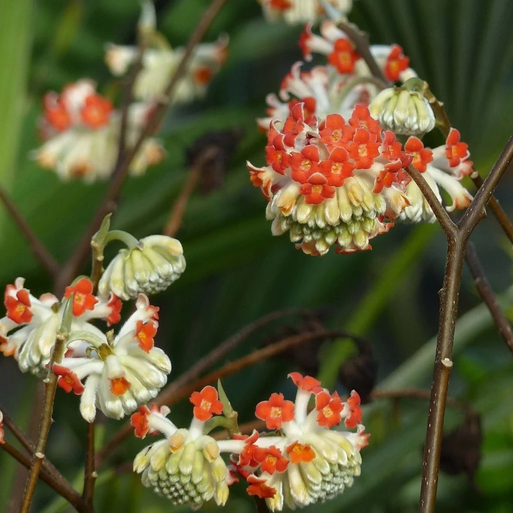 Edgeworthia Chrysantha Red Dragon Akebono - Arbre à Papier 3 Edgeworthia Chrysantha Red Dragon Akebono - Arbre à Papier