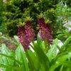 Eucomis Comosa Leia - Eucomide Rose -Jardin eucomis comosa leia 86060 p