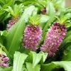 Eucomis Comosa Sparkling Burgundy® - Eucomide Rose à Feuillage Pourpre -Jardin eucomis comosa sparkling burgundy eucomide rose feuillage pourpre IF 69261 1