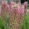 Eucomis Comosa Pink Gin - Fleur Ananas 2 Eucomis Comosa Pink Gin - Fleur Ananas -Jardin eucomis pink gin 15550 1