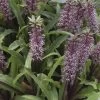 Eucomis Twinkle Stars -Jardin eucomis twinckle stars 51306 1