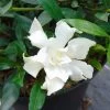 Gardenia Jasminoides Perfumed Petticoats -Jardin gardenia jasminoides perfumed petticoats 83325 1