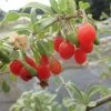 Goji Gojidelys - Lycium Barbarum -Jardin gojidelys 16718 2