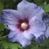 Hibiscus Syriacus Oiseau Bleu (Marina) - Althéa Bleu -Jardin hibiscus oiseau bleu 7849 1