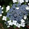 Hortensia - Hydrangea Serrata Blue Bird -Jardin hortensia blue bird 67818 1 1