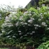 Hortensia - Hydrangea Aspera Macrophylla -Jardin hydrangea aspera macrophylla 678772 1