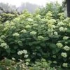 Hortensia Arborescens Lime Rickey -Jardin hydrangea lime rickey 85451 1