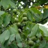 Noyer Commun - Juglans Regia Fernor 2 Noyer Commun - Juglans Regia Fernor -Jardin juglans regia fernor 100368 1