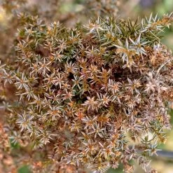 Genévrier Commun - Juniperus Communis Hibernica