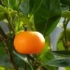 Mandarinier - Citrus Deliciosa - Agrumes 1 Mandarinier - Citrus Deliciosa - Agrumes -Jardin mandarinier 4