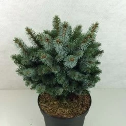 Épicéa De Sitka - Picea Sitchensis Silberzwerg