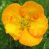 Potentilla Fruticosa Tangerine - Potentille Arbustive -Jardin potentilla fruticosa tangerine potentille arbustive v fl