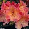 Rhododendron Olga - Grand Rhododendron -Jardin rhododendron olga 781745 1